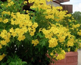 Texas Yellow Bell Bush, Gold Star Esperenza, Trumpet flower, Yellow Elder, Tecoma Stans Seeds TS0120