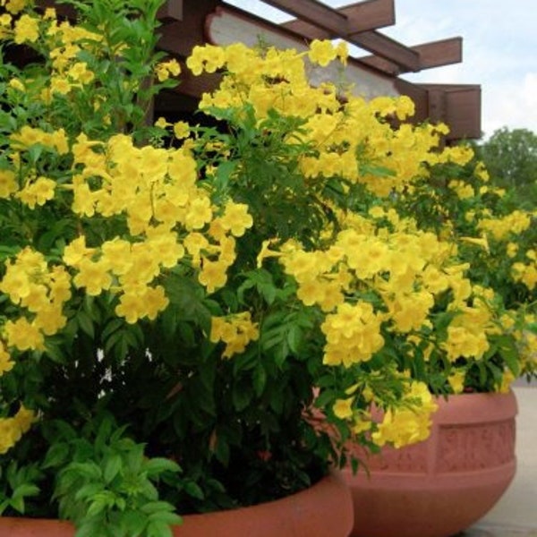Texas Yellow Bell Bush, Gold Star Esperenza, Trumpet flower, Yellow Elder, Tecoma Stans Seeds TS0120