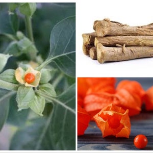 Ashwaganda Seeds, Indian Ginseng, Withania somnifera, Medicinal plants WI0130