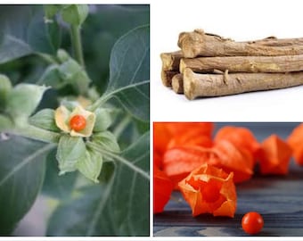 Ashwaganda Seeds, Indian Ginseng, Withania somnifera, Medicinal plants WI0130