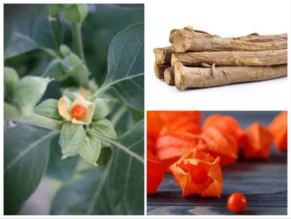 Ashwaganda Seeds, Indian Ginseng, Withania somnifera, Medicinal plants WI0130