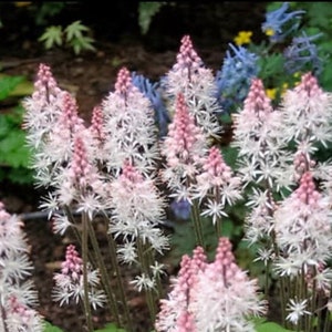 Heartleaf Foamflower Seeds, Foam Flower, Wherry’s, Tiarella Wherryi, Shade Indoor plant TI2020