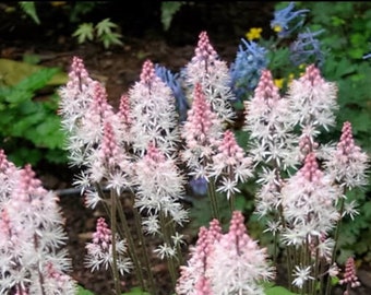 Heartleaf Foamflower Seeds, Foam Flower, Wherry’s, Tiarella Wherryi, Shade Indoor plant TI2020