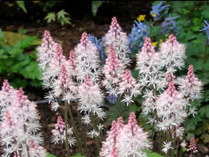 Heartleaf Foamflower Seeds, Foam Flower, Wherrys, Tiarella Wherryi, Shade Indoor plant TI2020 image 1