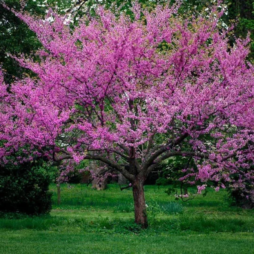 20 Eastern Redbud Tree Seeds Bonsai Cercis Canadensis Etsy