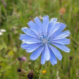 May include: A single blue chicory flower with a white center and light blue petals blooms in a field of green grass.