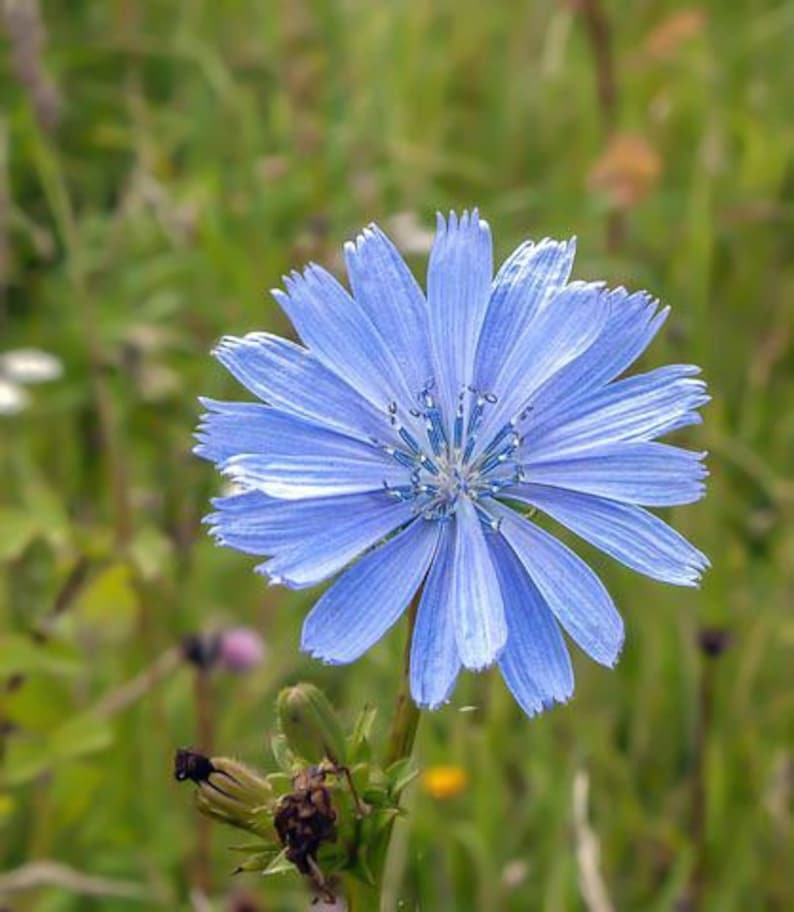May include: A single blue chicory flower with a white center and light blue petals blooms in a field of green grass.