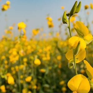 May include: A field of bright yellow flowers with a clear blue sky in the background. The flowers are in full bloom, with their petals fully open. The image is a close-up of the flowers, showing their intricate details. The overall effect is one of beauty and serenity.
