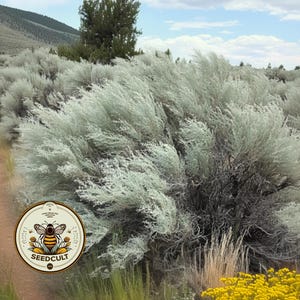 May include: A landscape view of sagebrush plants with a logo for Seedcult. The sagebrush is a silvery-green color and appears to be blowing in the wind. The logo is a circular design with a bee and the words "Seedcult".