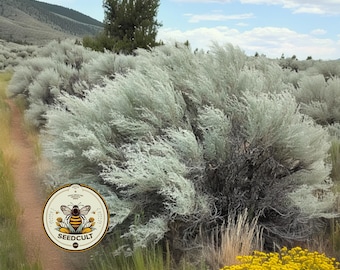 NEW! Sand Sagebrush, US Southwestern Native, Habitat Restoration, Artemisia Filifolius, AR441M