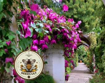 Purple Bell Vine Seeds, Rhodochiton Atrosanguineus RH4010