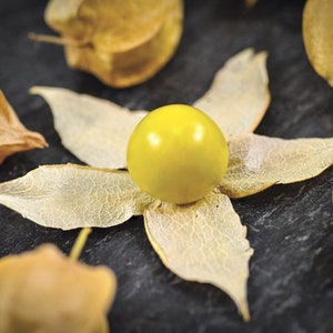 Aunt Molly's Ground Cherry Seeds, Delicious fruit, Physalis Pruinosa PH0225 image 3