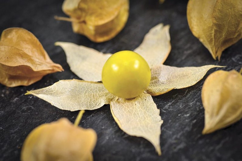 Aunt Molly's Ground Cherry Seeds, Delicious fruit, Physalis Pruinosa PH0225 image 3