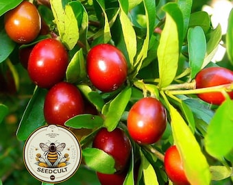 NEW! Jujube, Chinese Date Seeds, Tsao, Ziziphus Jujuba, ZI0110