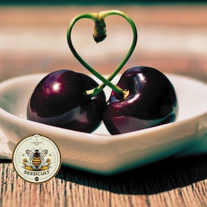 May include: Two ripe, dark red cherries in a white, heart-shaped bowl. The stems are intertwined, forming a heart shape above the cherries. A Seedcult logo is in the lower left corner. The cherries sit on a wooden surface.