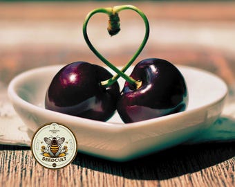 NEW! Black Cherry Tree Seeds, US Native, Food Forest, Prunus Serotina, PR4215