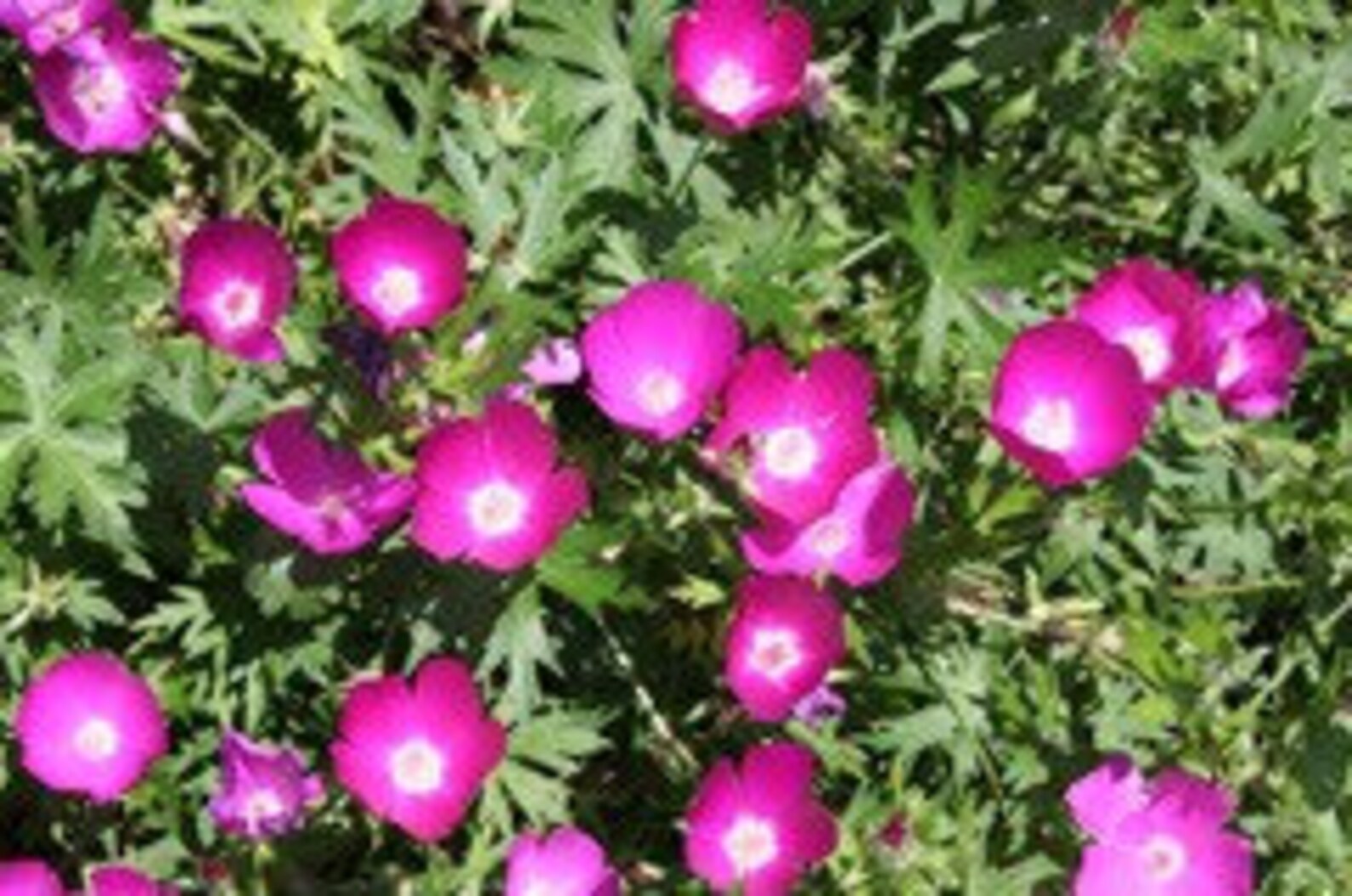 LATE FALL PLANTING Wine Cup Flower Purple Poppy Mallow Etsy