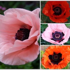 Bulk Oriental Poppy Choice Mix Poppy Seeds, Papaver Orientale, Red, Orange, Pink, Salmon, Perennial, Fall Planting PO061CR