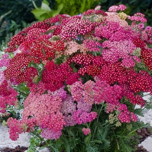 Bulk Summer Berries Yarrow Seeds, Certified Organic, Medicinal Plants, Achillea Milefolium AC021C