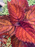 Rainbow Volcano Coleus Seeds, Super Rainbow Volcano, Indoor, Coleus for Sun or Shade Plant CC1120P