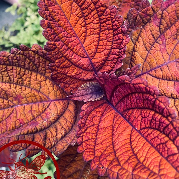 Rainbow Volcano Coleus Seeds, Super Rainbow Volcano, Indoor, Coleus for Sun or Shade Plant CC1120