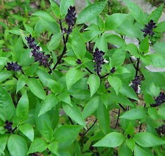 NEW to the US! Chocolate Bubblegum Holy Basil seeds, Nicobar Ocimum Tenuflorium OC0120