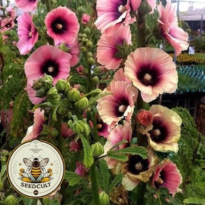 Apricot Halo Hollyhock Seeds, Alcea Rosea AL8510