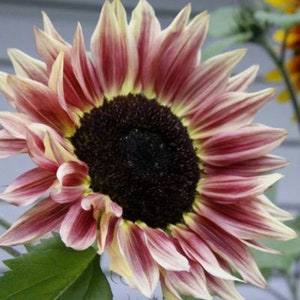 Plum Sunflower Seeds, Pro-Cut, Helianthus Annuum, Deep Purple HA1320