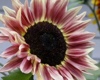 Plum Sunflower Seeds, Pro-Cut, Helianthus Annuum, Deep Purple HA1320