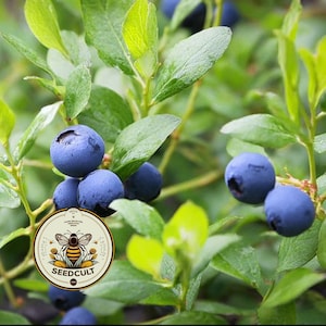 May include: Close-up of a blueberry bush with vibrant green leaves and clusters of ripe, dark blue blueberries. A circular label with a bee graphic and the text "SEEDCULT" is visible. The image showcases a natural, healthy plant.