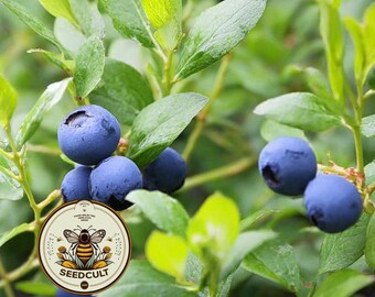 NEW! Bilberry Seeds, Whortleberry, Ancient Medieval Food Forest, Forage, Vaccinum Myrtillus, VC0220