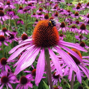 Bulk Organic Echinacea Seeds, Purple Coneflower, Medicinal Plants, Flowers, Herbs EC011C Bild 6