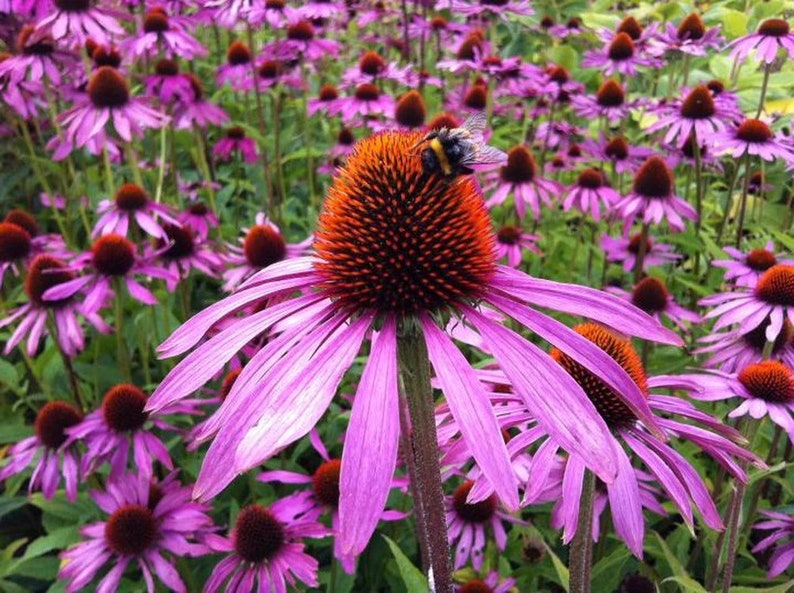 Bulk Organic Echinacea Seeds, Purple Coneflower, Medicinal Plants, Flowers, Herbs EC011C Bild 6