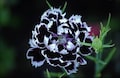 Black and White Minstrels Dianthus, Sweet William, Dianthus chinensis DI0120