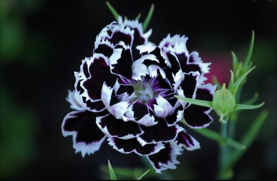 Black and White Minstrels Dianthus, Sweet William, Dianthus