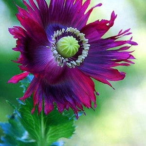 May include: A vibrant purple and pink poppy flower with a green center. The flower has a ruffled appearance and is in full bloom.