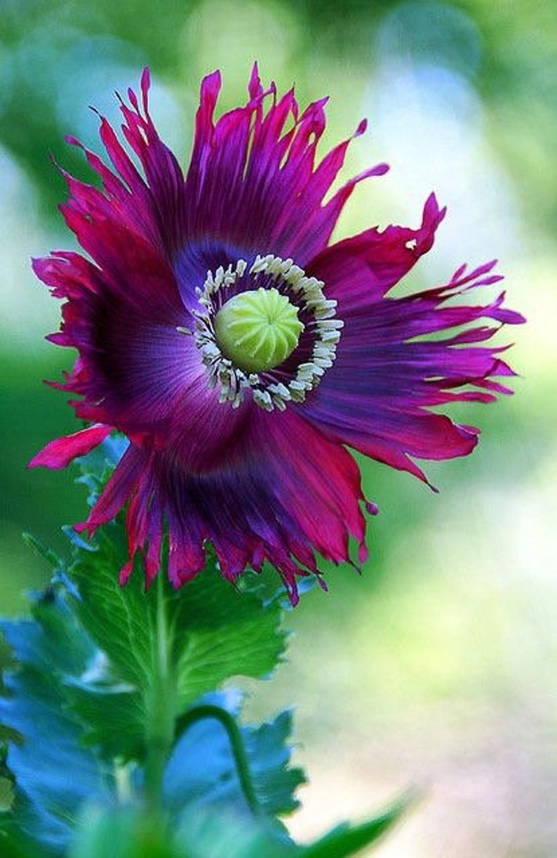 May include: A vibrant purple and pink poppy flower with a green center. The flower has a ruffled appearance and is in full bloom.