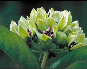 Green Antelope Horn Milkweed Seeds, Spider Milkweed, Asclepias Viridis, Rare Wild Milkweed MW0120