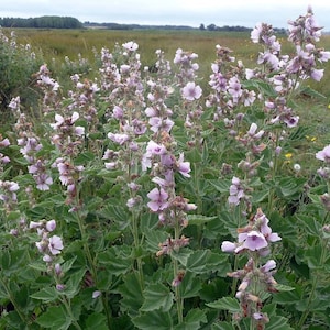 K&ouml;nnte beinhalten: Ein Feld mit rosa Wildblumen mit gr&uuml;nen Bl&auml;ttern und Stielen. Die Blumen bl&uuml;hen und das Feld ist von B&auml;umen umgeben.