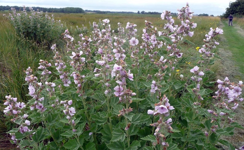 K&ouml;nnte beinhalten: Ein Feld mit rosa Wildblumen mit gr&uuml;nen Bl&auml;ttern und Stielen. Die Blumen bl&uuml;hen und das Feld ist von B&auml;umen umgeben.