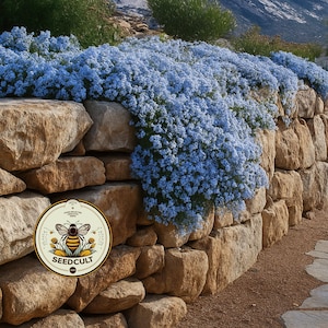 NEW! Cascade Blue Rockcress Seeds, Aubrieta, Rock Wall, Ground Cover, Hanging Basket, Aubrieta Cultorum AU0350