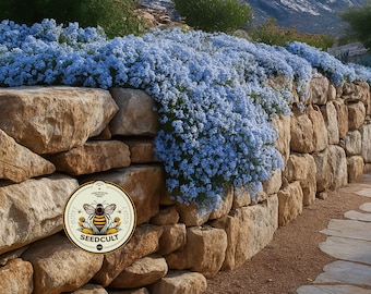 NEW! Cascade Blue Rockcress Seeds, Aubrieta, Rock Wall, Ground Cover, Hanging Basket, Aubrieta Cultorum AU0350