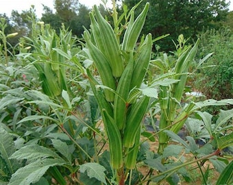 Heavy Hitter Huge Okra Seeds, Spineless, Summer Planting, Abelmoschus Esculentus AB0520