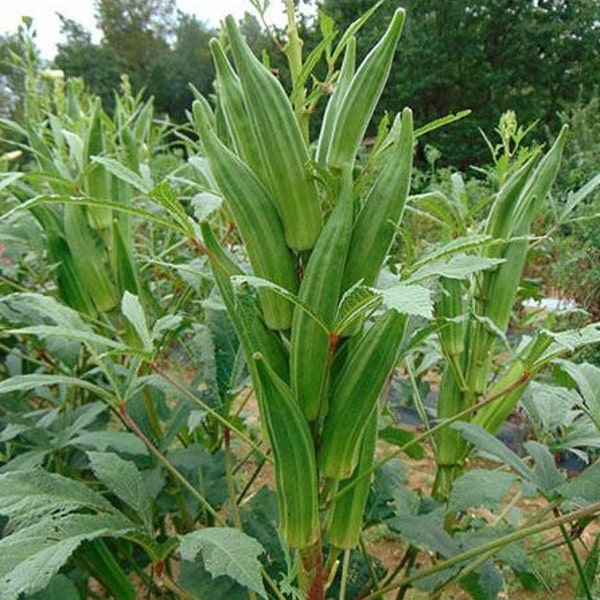 Heavy Hitter Huge Okra Seeds, Spineless, Summer Planting, Abelmoschus Esculentus AB0520