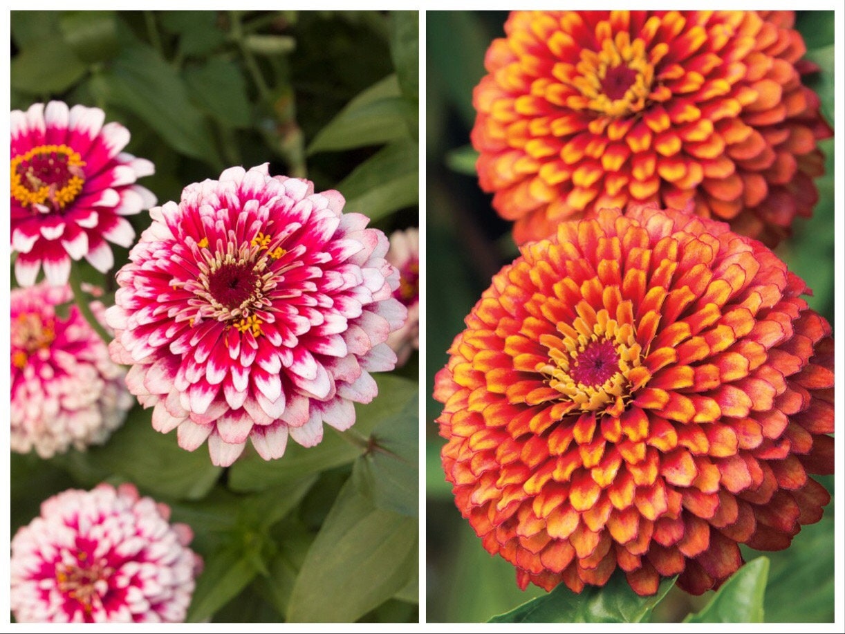 Crouching Tiger Hidden Dragon Mix Zinnia Seeds, Organic Zinnia Elegans