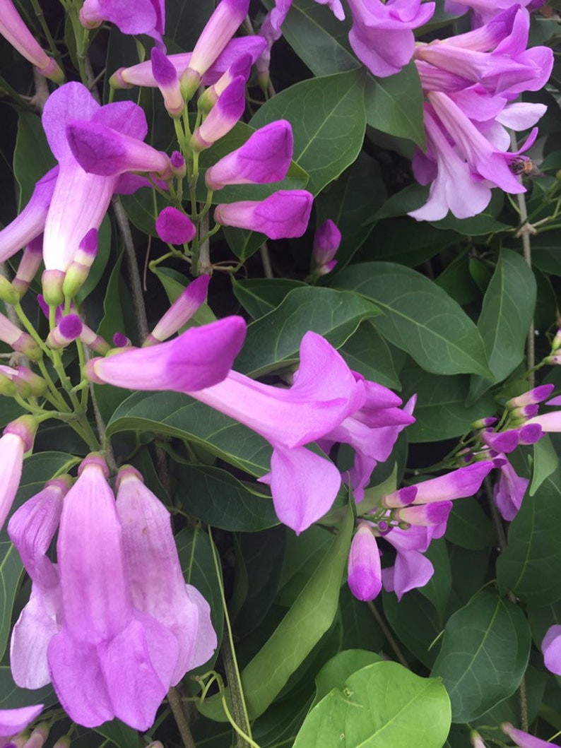 Stunning Purple Flowering Vine, Garlic Vine Seeds, Mansoa alliacea, formerly Bignonia Aequinoctialis, False Garlic MN0110 image 3