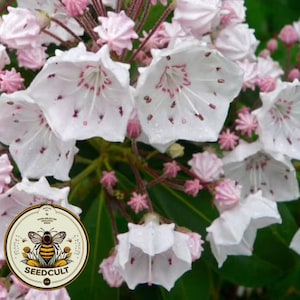 Bulk 100 Mountain Laurel Seeds, Spoonwood, Kalmia Latifolia KA011C