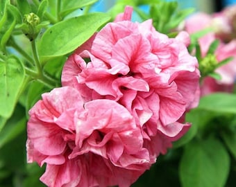 May include: Close-up of pink petunias with ruffled petals, blooming in a garden setting.