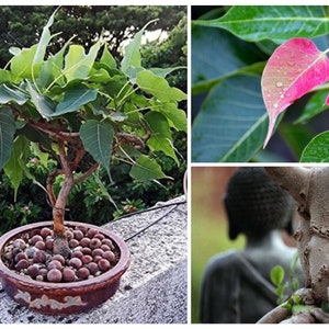 Bulk Sacred Fig Bonsai Seeds, Buddha Tree, Peepal, Bodhi, Ficus Religiosa FC011C