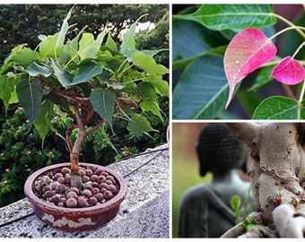 Bulk Sacred Fig Bonsai Seeds, Buddha Tree, Peepal, Bodhi, Ficus Religiosa FC011C